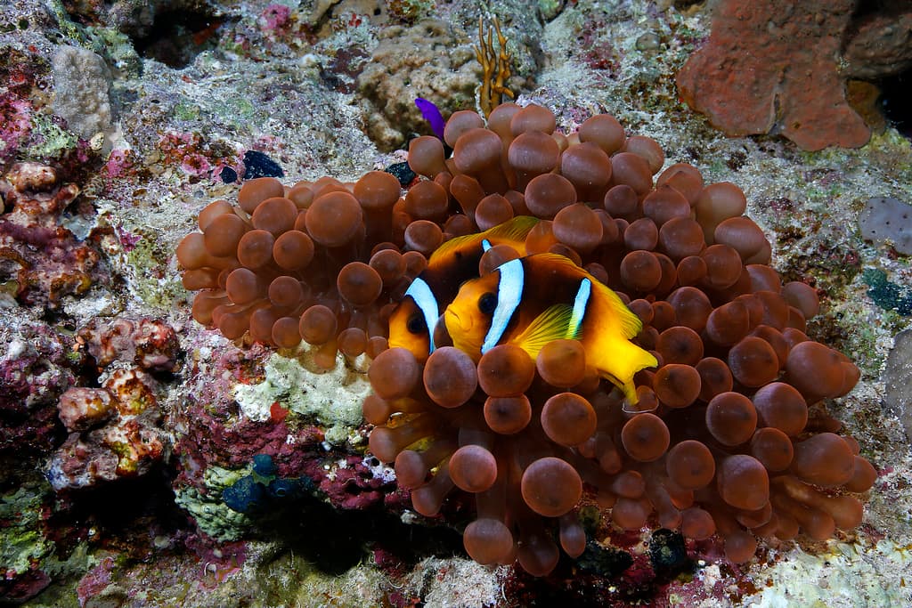 Two Band Clownfish in a marine aquarium