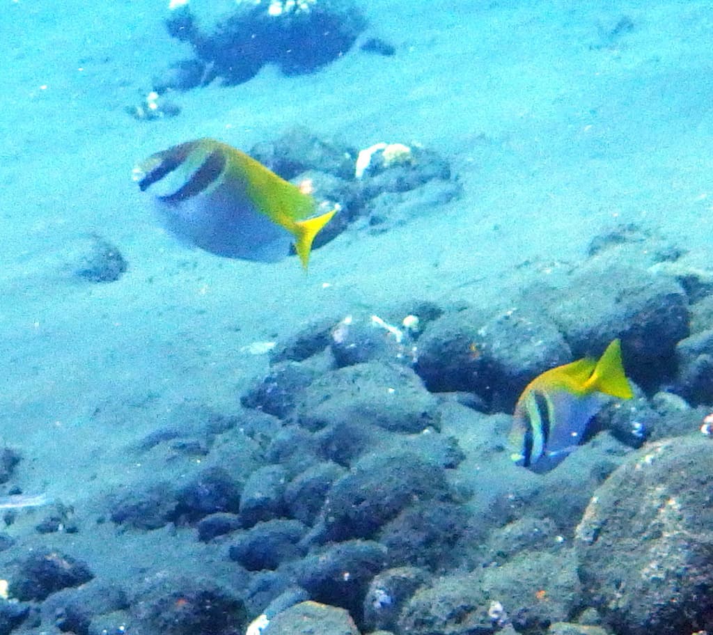 Two-barred Rabbitfish in a marine aquarium