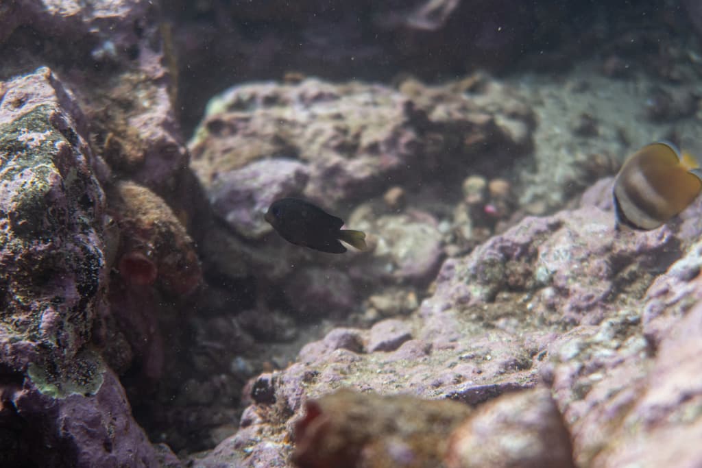 Two-Spot Bristletooth Tang in a marine aquarium