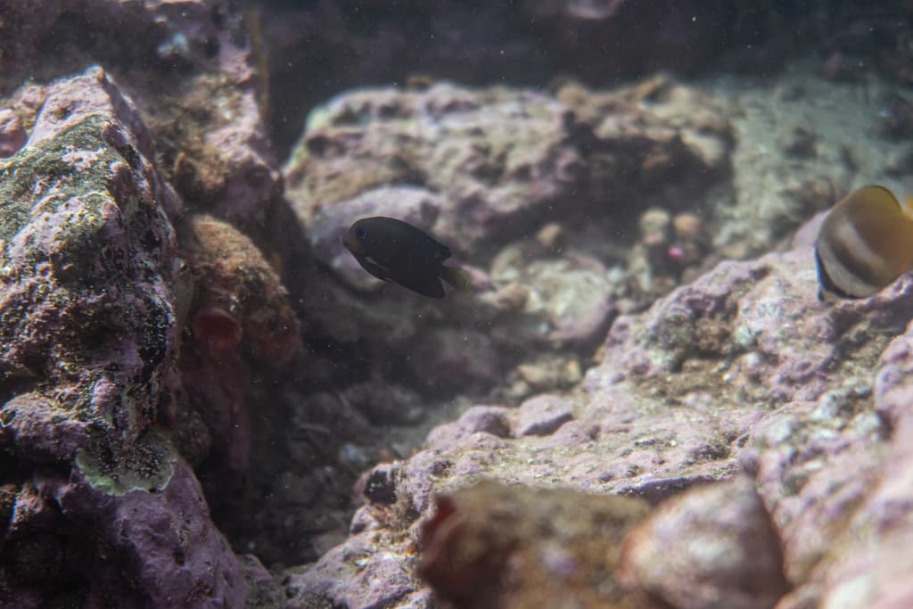 Two-Spot Bristletooth Tang in a marine aquarium