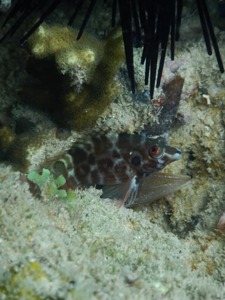 Two Spot Hawkfish in a marine aquarium