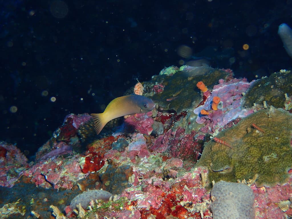 Two-tone Wrasse in a marine aquarium