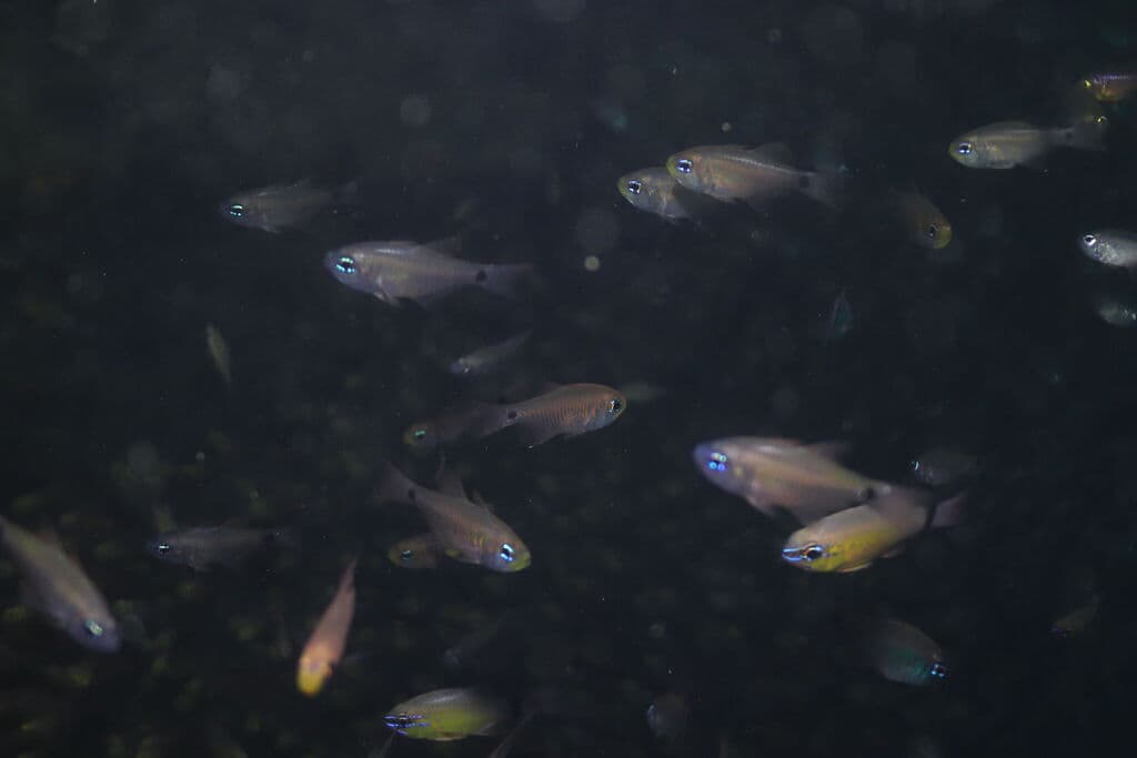 Twobelt Cardinalfish in a marine aquarium