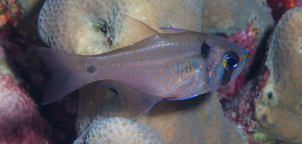 Twospot Cardinalfish in a marine aquarium