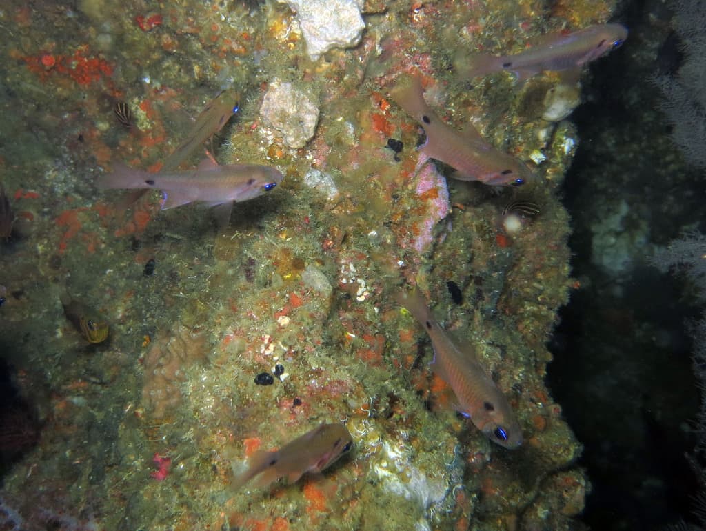 Twospot Cardinalfish in a marine aquarium