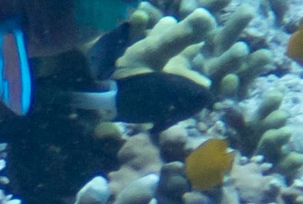 Twotone Chromis in a marine aquarium
