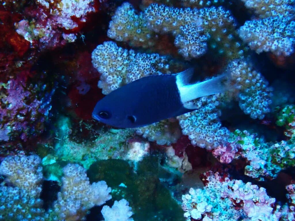Twotone Chromis in a marine aquarium