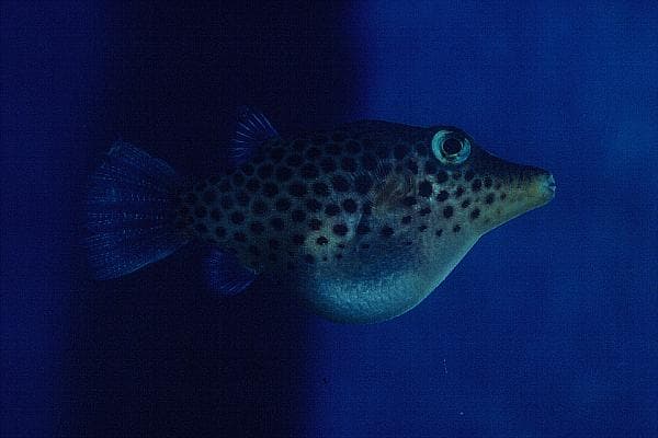Tyler Toby in a marine aquarium