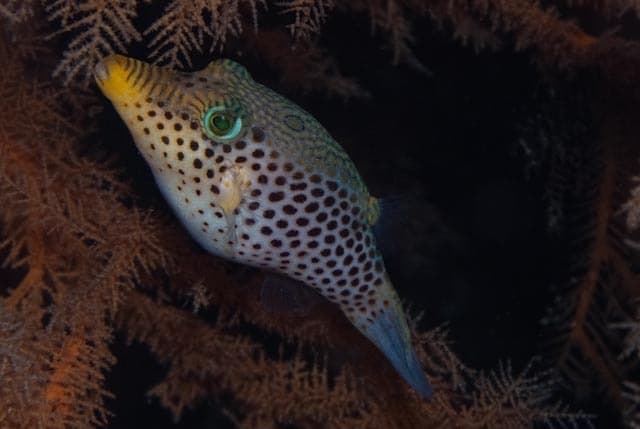 Tyler Toby in a marine aquarium