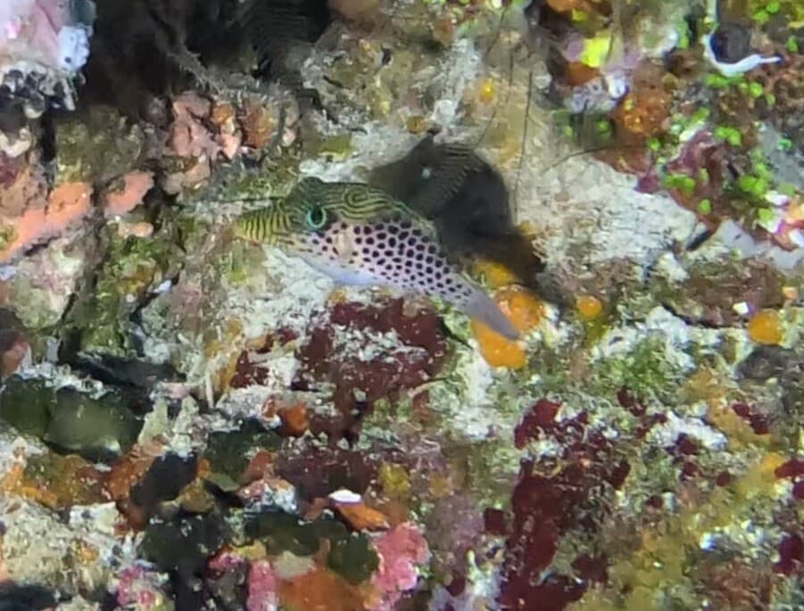 Tyler Toby in a marine aquarium