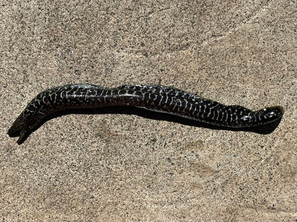 Undulated Moray in a marine aquarium