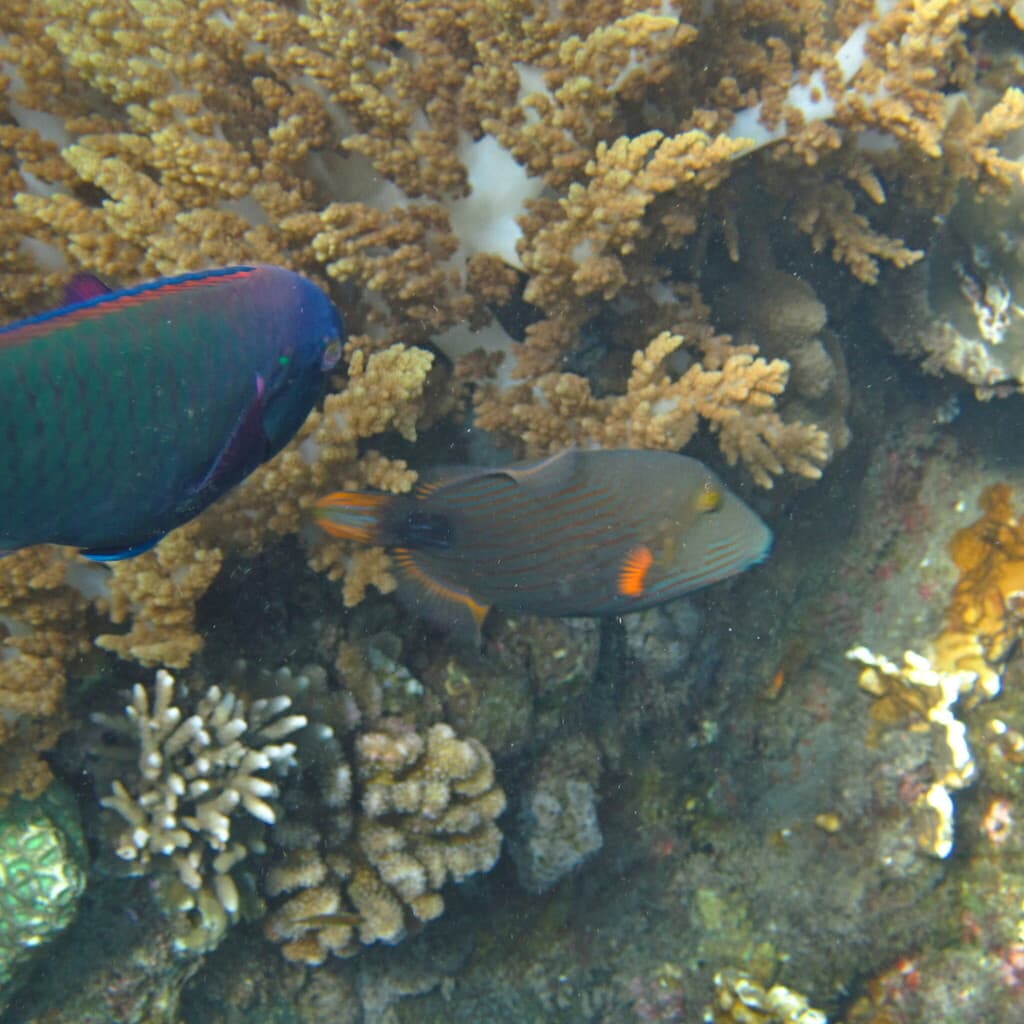 Undulated Triggerfish in a marine aquarium