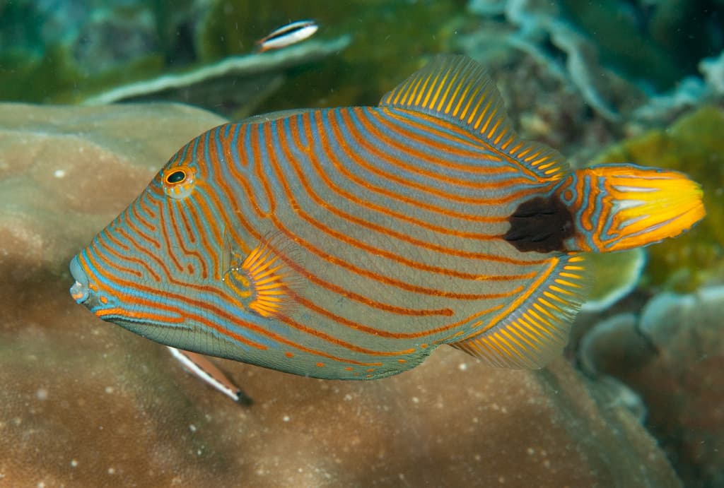 Undulated Triggerfish in a marine aquarium