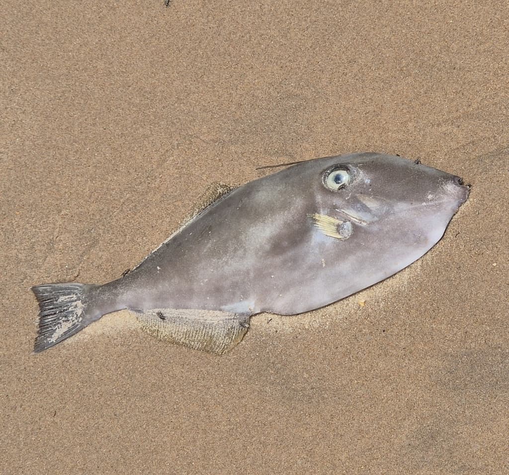 Unicorn Filefish in a marine aquarium