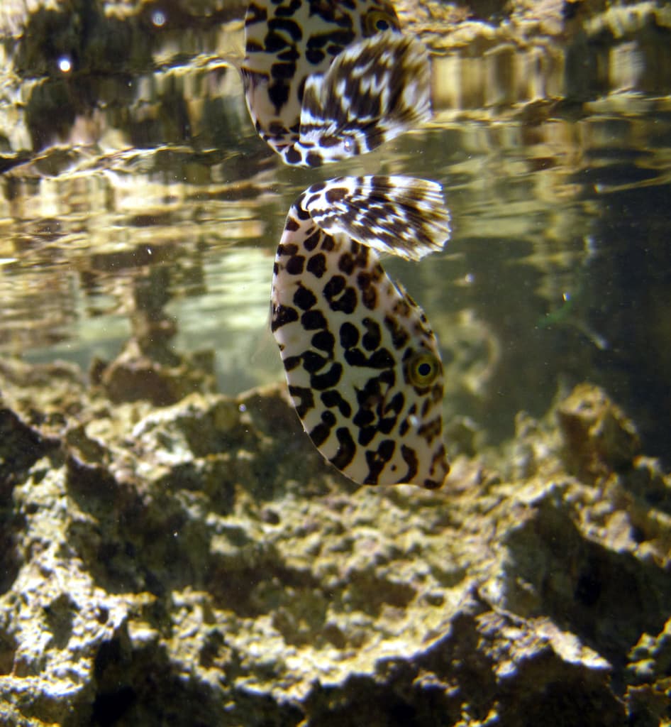 Unicorn Filefish in a marine aquarium