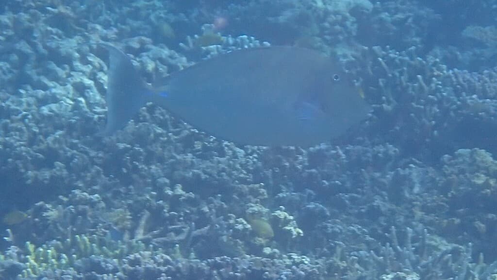 Unicorn Tang in a marine aquarium