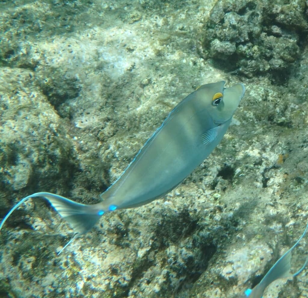 Unicorn Tang in a marine aquarium