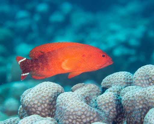 V-tail Grouper in a marine aquarium