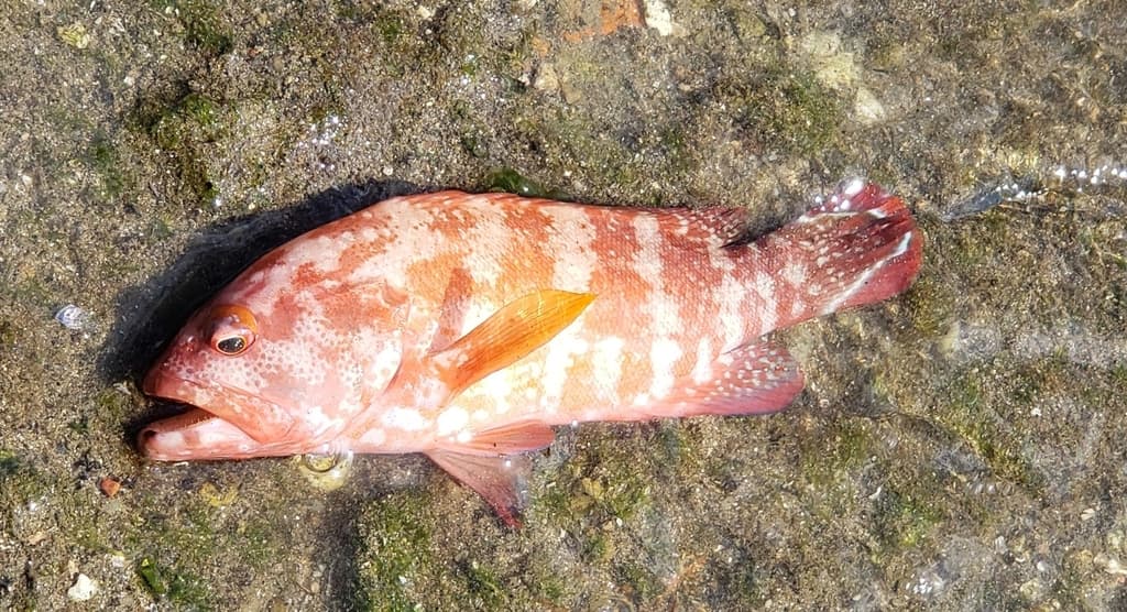 V-tail Grouper in a marine aquarium