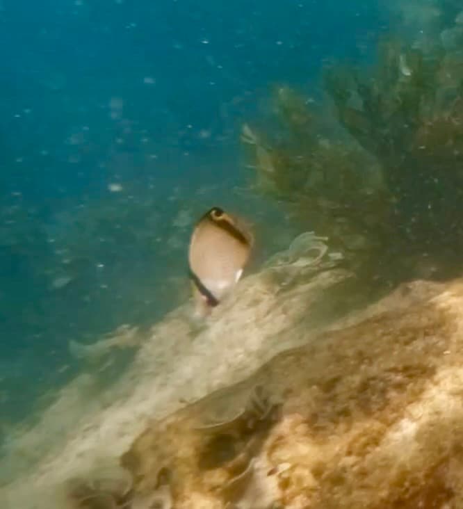 Vagabond Butterflyfish in a marine aquarium