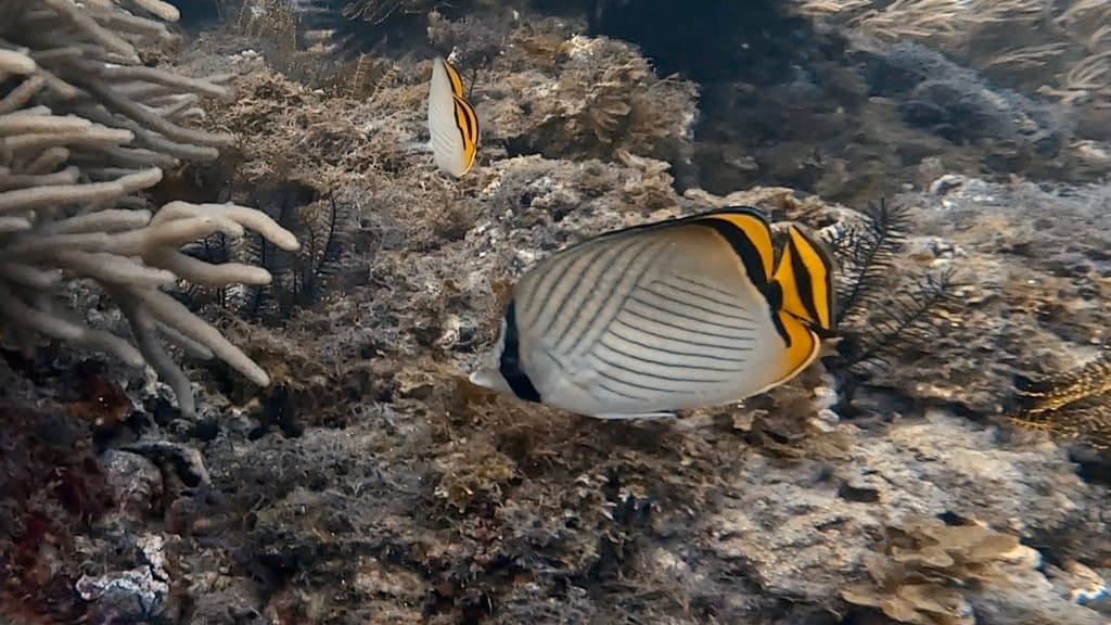Vagabond Butterflyfish in a marine aquarium