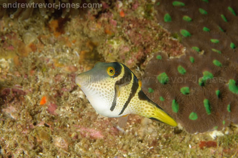 Valentini Puffer showing saddle pattern