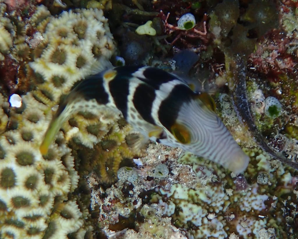 Valentini Puffer in reef aquarium
