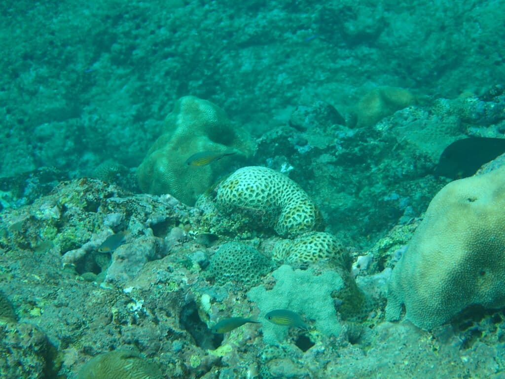 Vanderbilt's Chromis in a marine aquarium