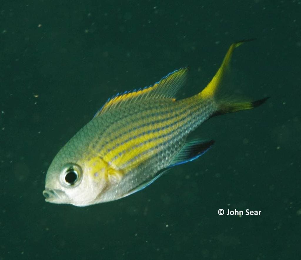 Vanderbilt's Chromis in a marine aquarium
