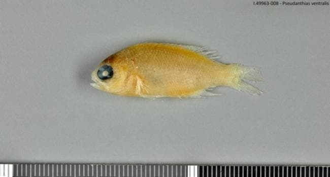 Ventralis Anthias in a marine aquarium