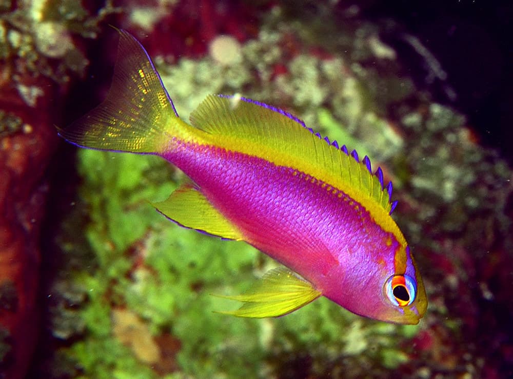 Ventralis Anthias in a marine aquarium