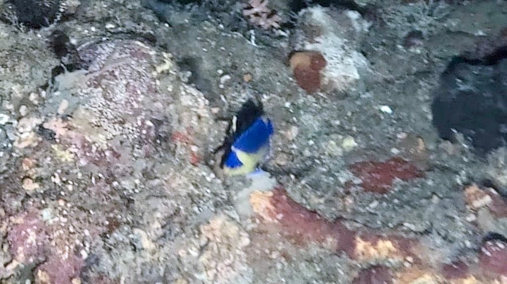Venusta Angelfish in a marine aquarium