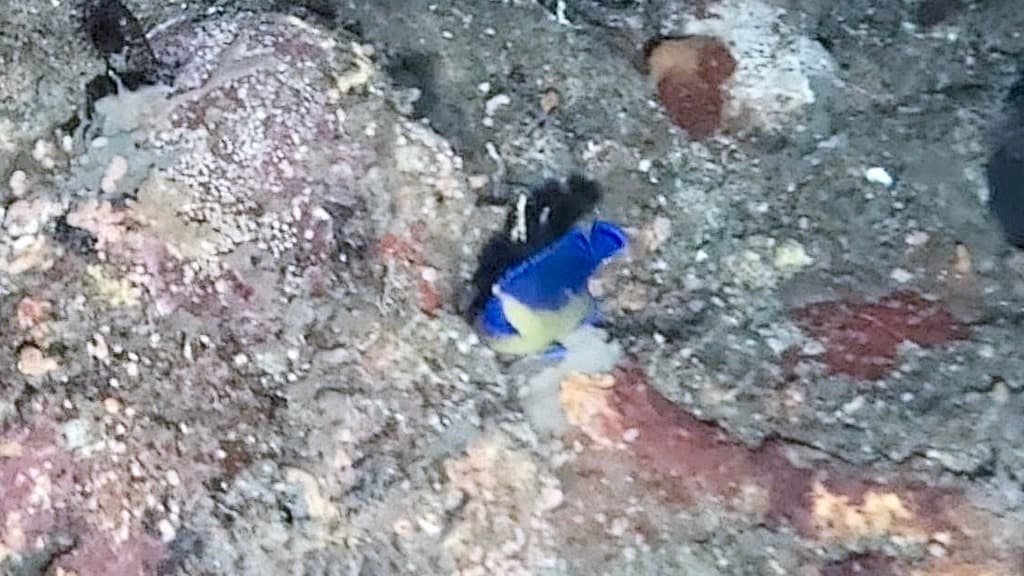 Venusta Angelfish in a marine aquarium