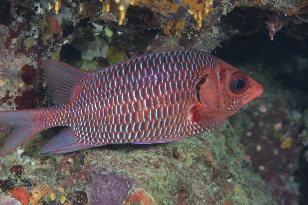 Violet Squirrelfish in a marine aquarium