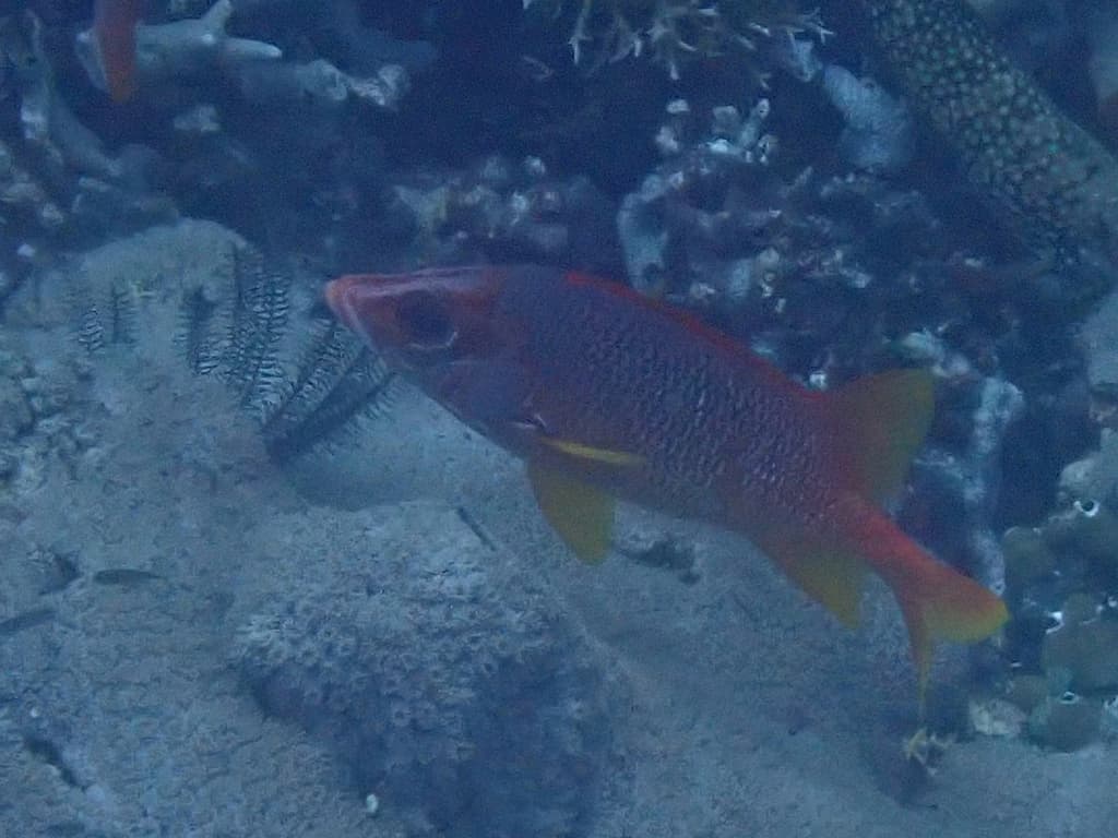 Violetfin Squirrelfish in a marine aquarium