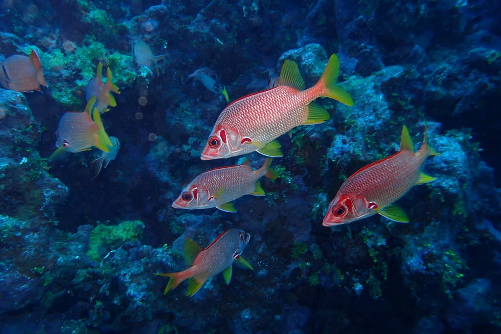 Violetfin Squirrelfish in a marine aquarium
