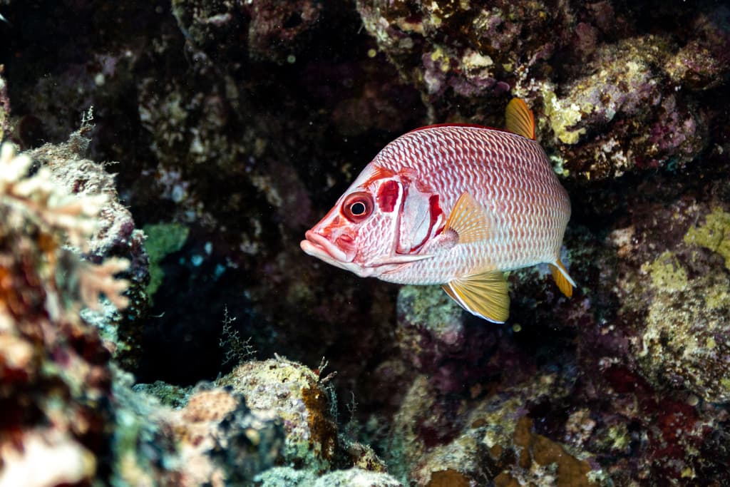 Violetfin Squirrelfish in a marine aquarium