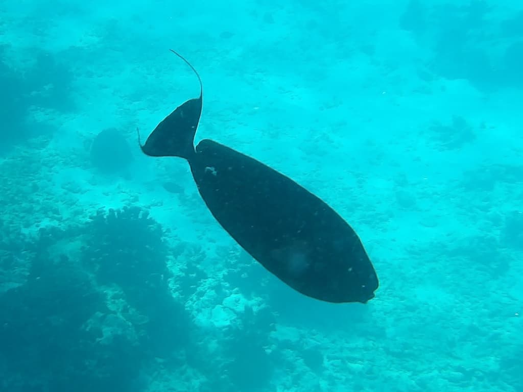 Vlamingi Tang in a marine aquarium