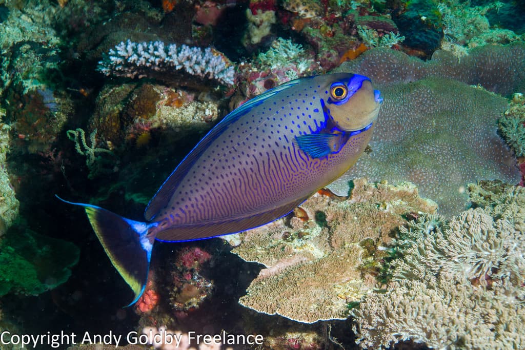 Vlamingi Tang in a marine aquarium