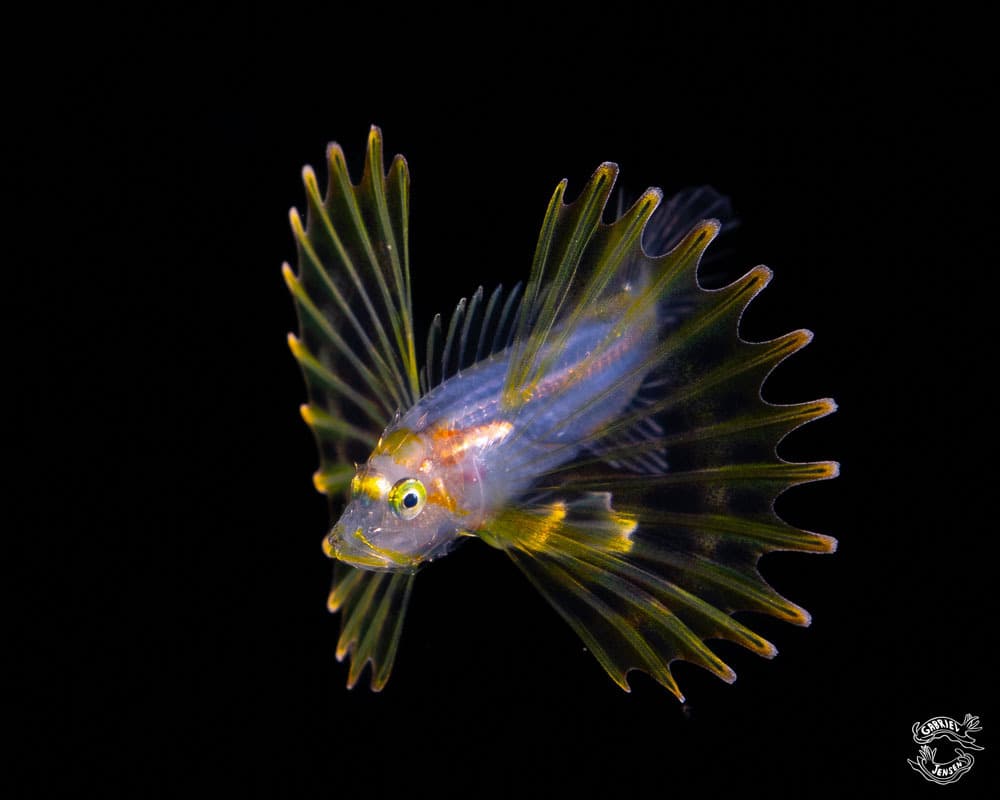 Volitan Lionfish showing red and white banded pattern with venomous spines