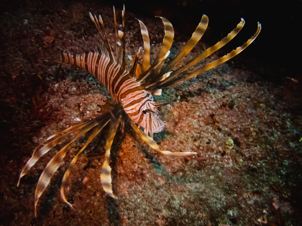 Volitan Lionfish hovering near coral reef structure