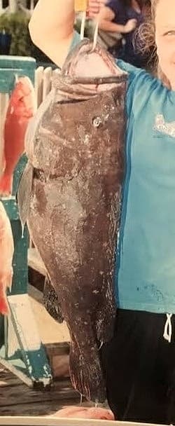 Warsaw Grouper in a marine aquarium