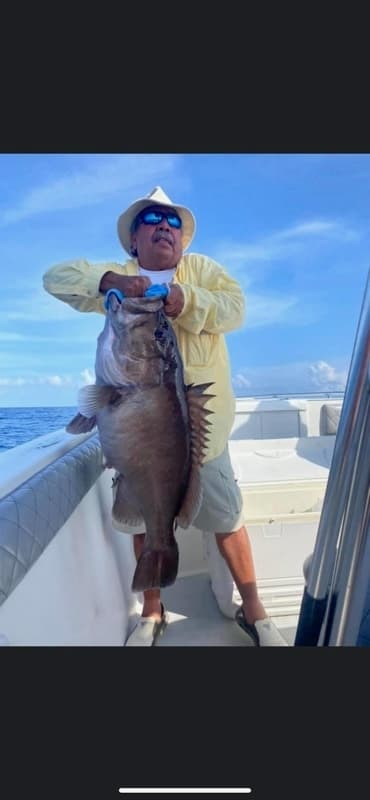 Warsaw Grouper in a marine aquarium