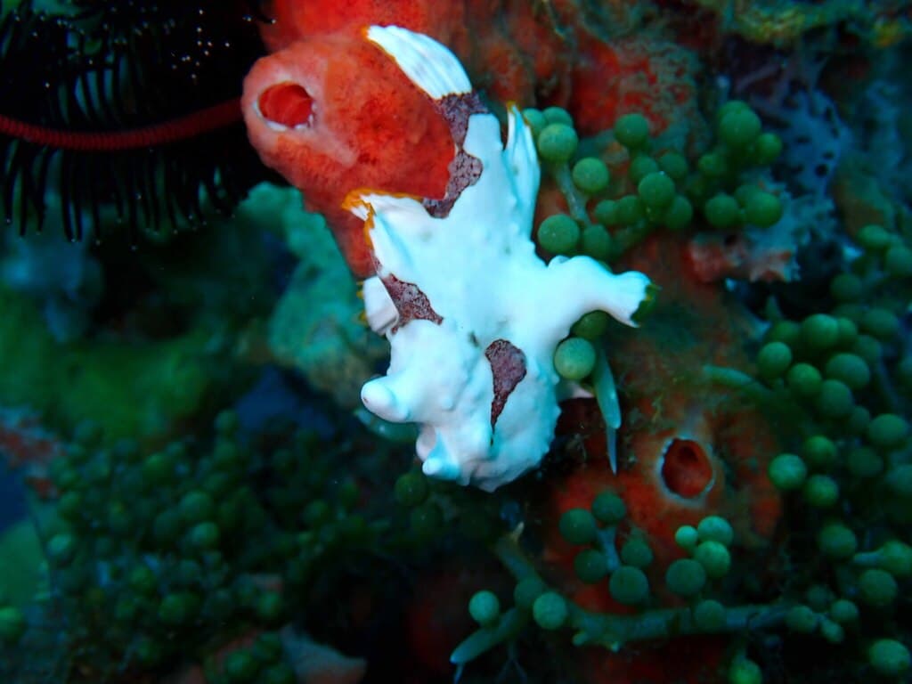 Wartskin Frogfish in a marine aquarium