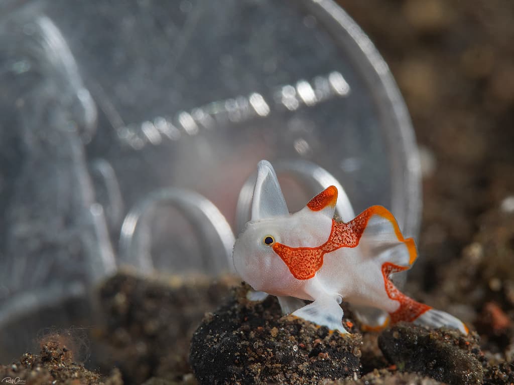 Wartskin Frogfish in a marine aquarium