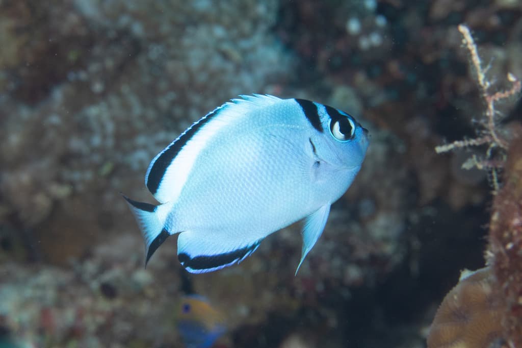 Watanabei Angelfish in a marine aquarium