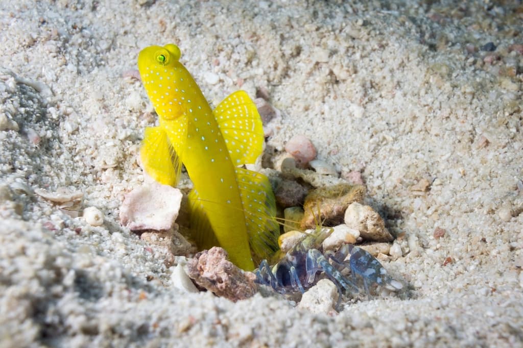 Yellow Watchman Goby on sand