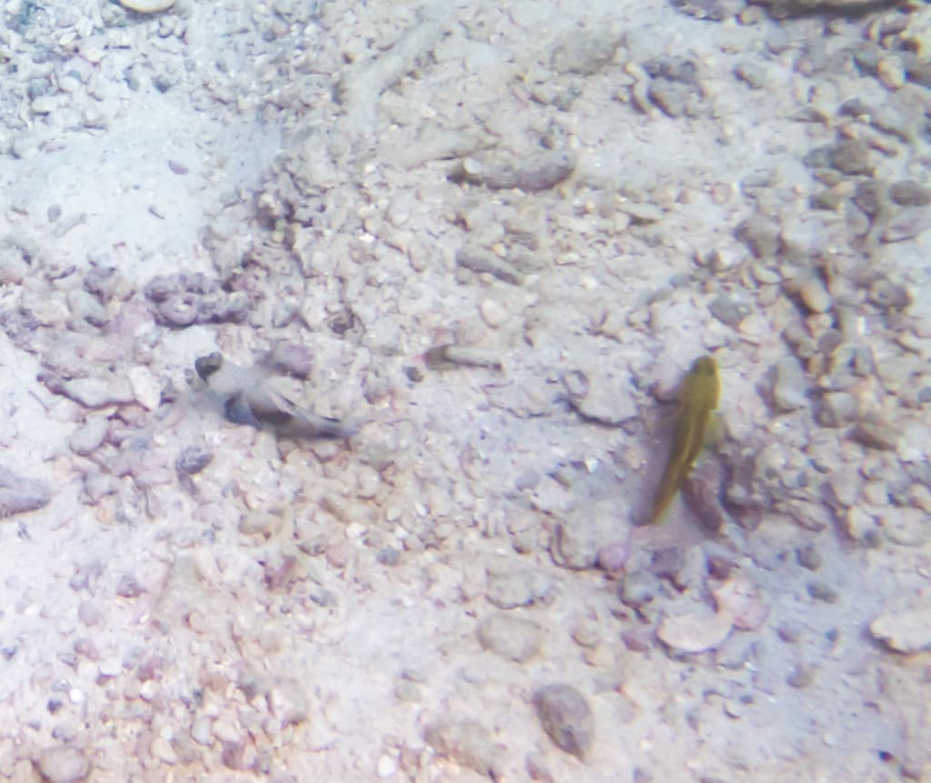 Watchman Goby with pistol shrimp