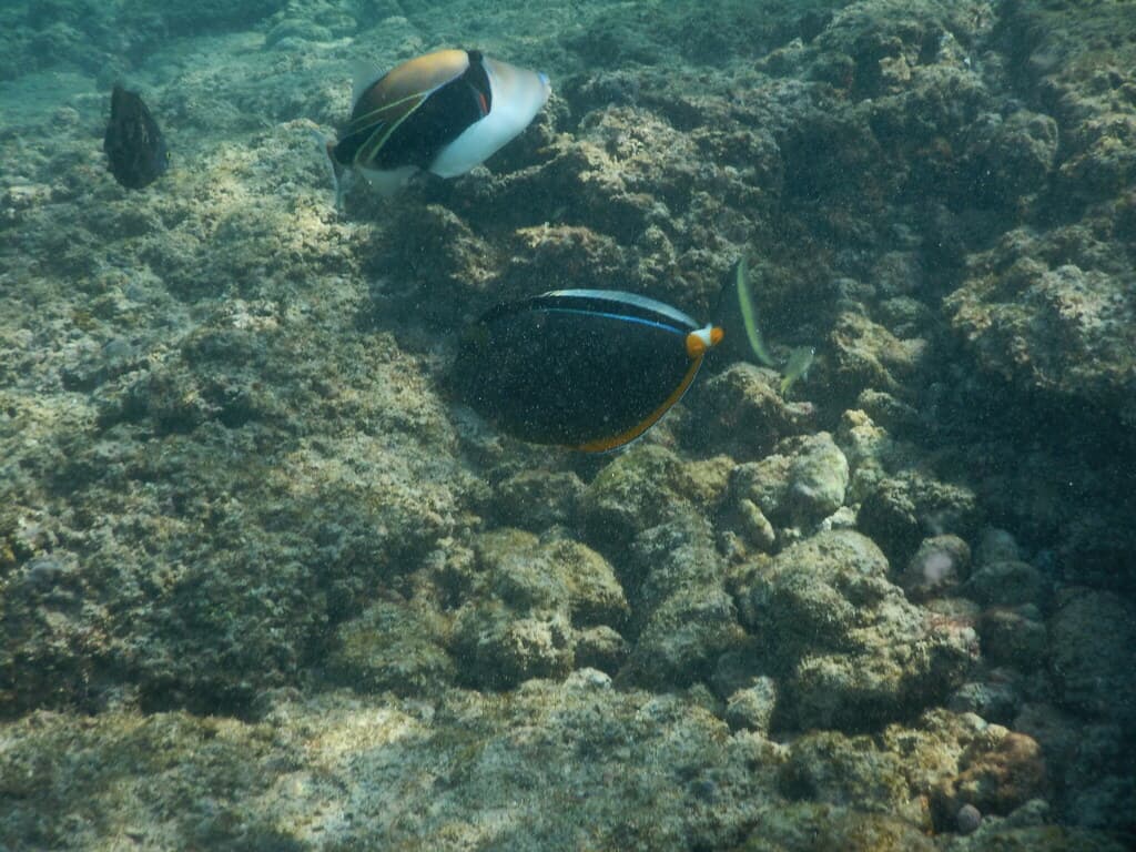 Wedge Trigger in a marine aquarium