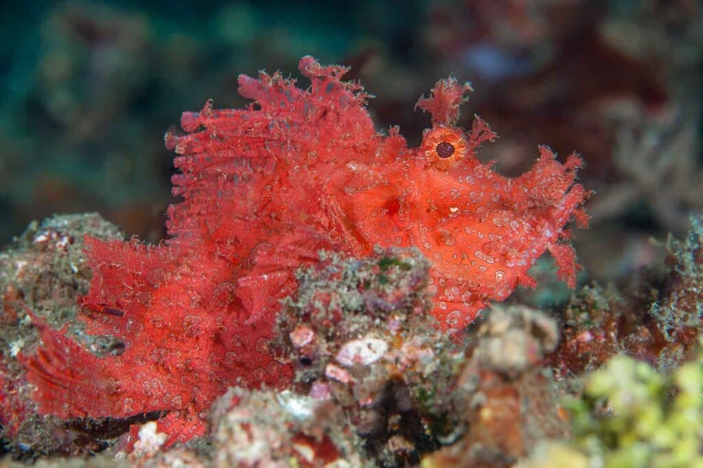 Weedy Scorpionfish in a marine aquarium